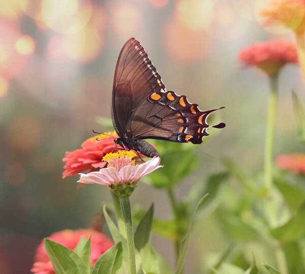 Nurturing the Bond Between Humans and Nature
